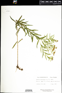 Euthamia graminifolia image