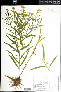 Euthamia graminifolia image