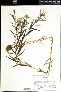 Euthamia graminifolia image