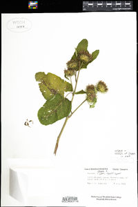 Arctium lappa image