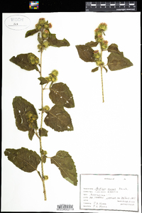 Arctium minus image