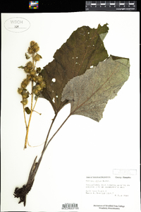 Arctium minus image