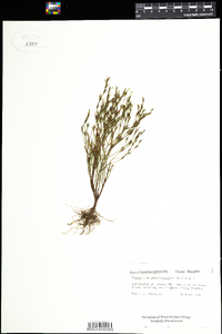 Hypericum gentianoides image