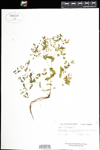 Hypericum mutilum image