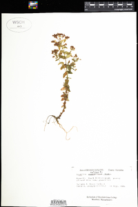 Hypericum mutilum image