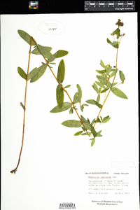 Hypericum punctatum image