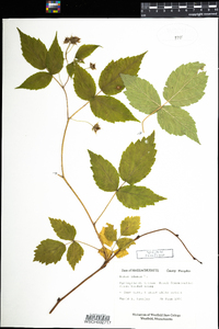 Rubus idaeus image