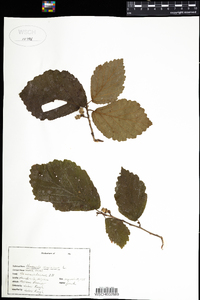 Hamamelis virginiana image