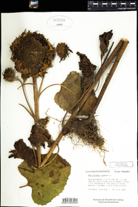 Helianthus annuus image