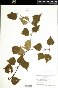 Betula populifolia image