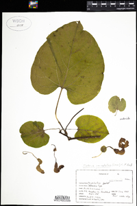 Aristolochia macrophylla image