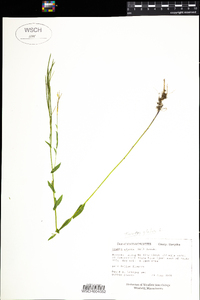 Arabis glabra image