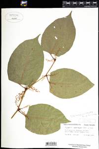 Polygonum cuspidatum image