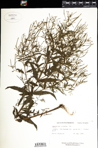 Epilobium ciliatum image