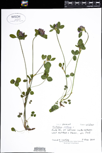 Trifolium pratense image