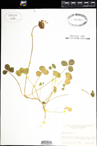 Trifolium repens image