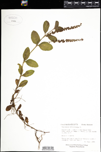 Veronica officinalis image