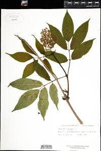 Sambucus racemosa image