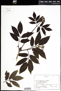 Sambucus racemosa image