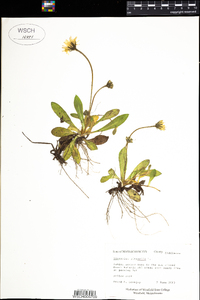 Hieracium pilosella image