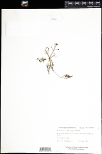 Utricularia radiata image