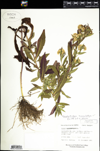 Symphyotrichum lanceolatum image