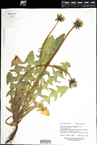 Taraxacum officinale image