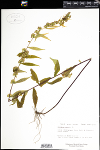 Solidago caesia image