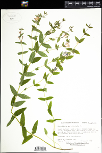 Scutellaria galericulata image