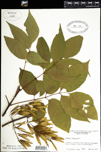 Fraxinus americana image