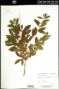 Ligustrum obtusifolium image