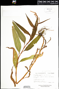 Polygonum lapathifolium image