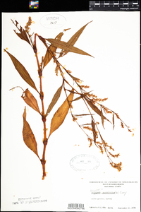 Polygonum lapathifolium image