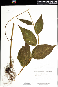 Polygonum virginianum image