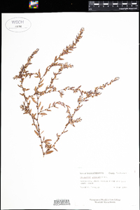 Polygonum glaucum image