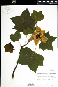 Liriodendron tulipifera image