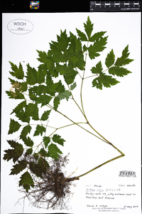 Actaea rubra image