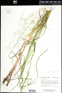 Poa palustris image