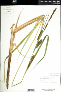 Carex lacustris image