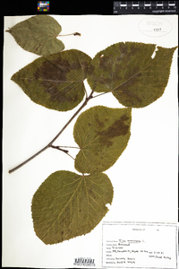 Tilia americana image