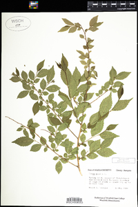 Ulmus pumila image