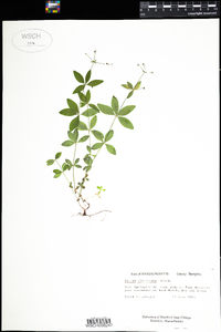 Galium circaezans image