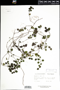 Mitchella repens image