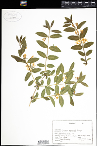 Lonicera morrowii image