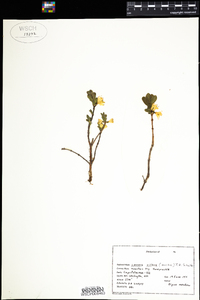 Lonicera villosa image