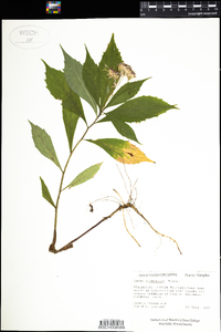 Oclemena acuminata image