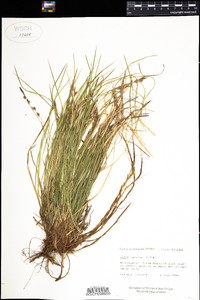 Carex lucorum image