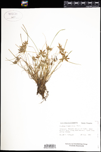 Cyperus bipartitus image