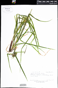 Carex intumescens image