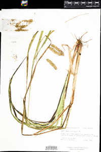 Carex pseudocyperus image